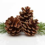 Virginia Cedar