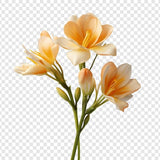 Freesia