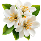 Jasmine