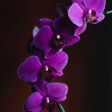 Orchid